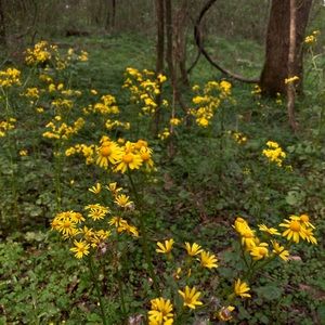 Meet your Posher, Ava